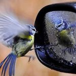 Mirror & Matching Bird